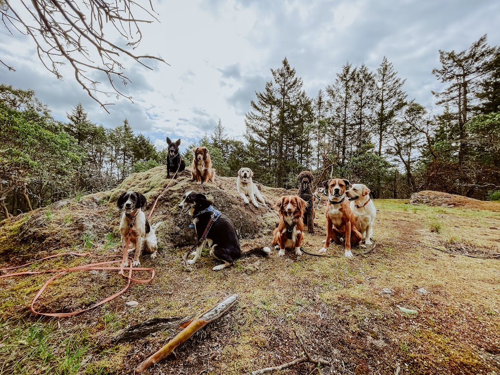 Dedras Dogs | Dog Walker Victoria BC | 101 Island Hwy #230, Victoria, BC V9B 1E8, Canada | Phone: (250) 880-5206