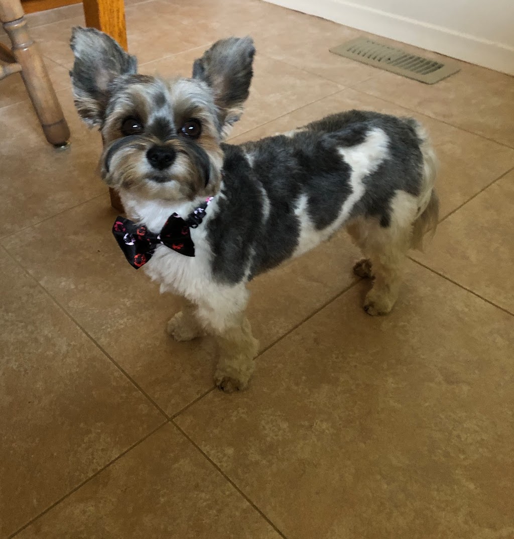 Spaws for Paws | 2146 Line 34, Shakespeare, ON N0B 2P0, Canada | Phone: (226) 868-8717