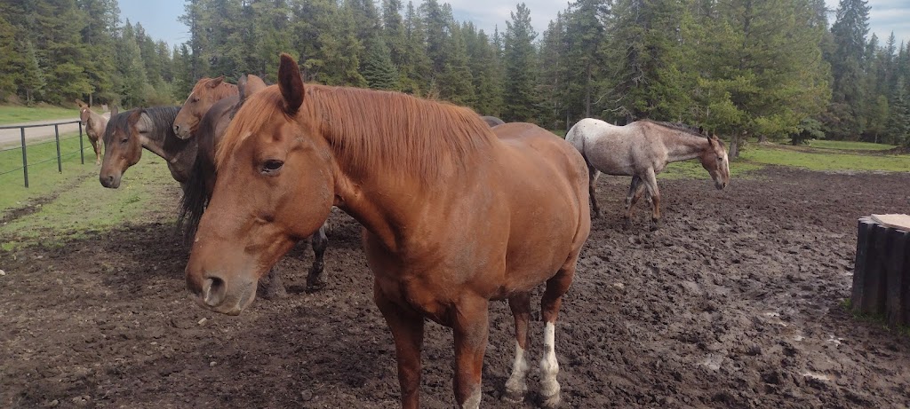 Chungo Creek Outfitters | Chungo Rd, Nordegg, AB T0M 2H0, Canada | Phone: (403) 844-9127