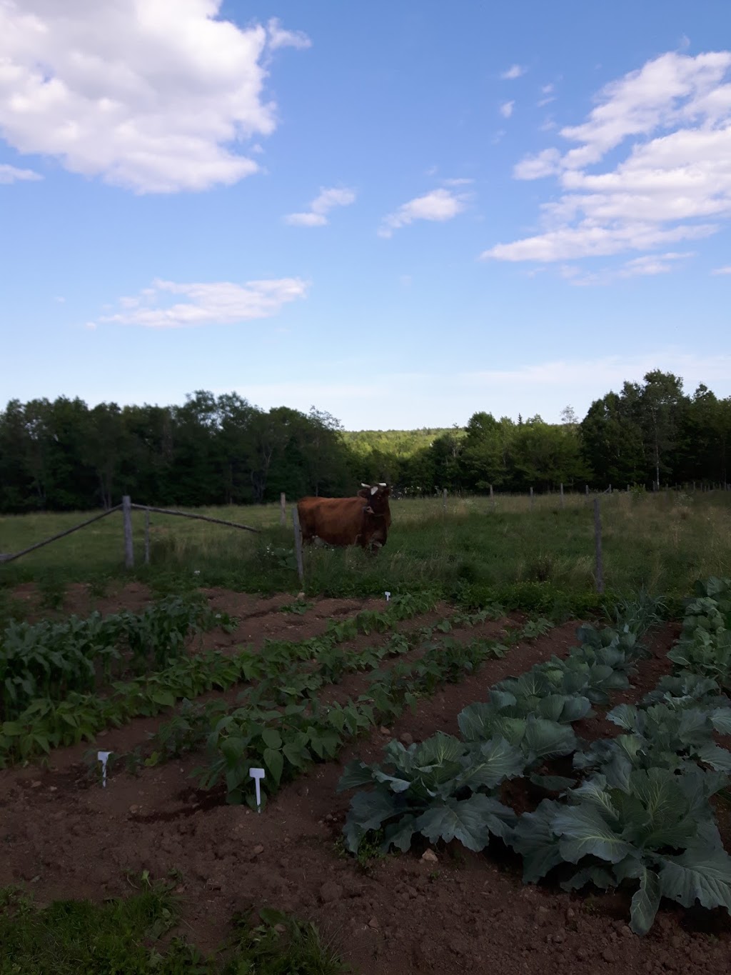 Millbrook Farms | 487 New Ross Rd, Windsor, NS B0N 2T0, Canada | Phone: (801) 631-2516