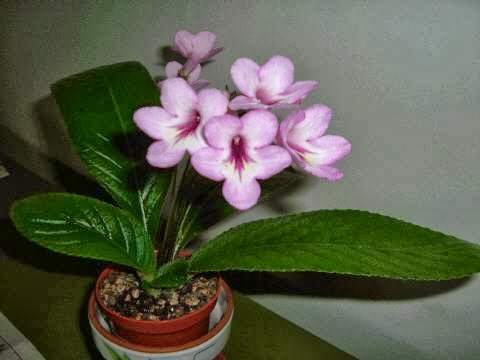 Bloomingpotty | 8395 NS-201, Middleton, NS B0S 1P0, Canada | Phone: (902) 825-4600