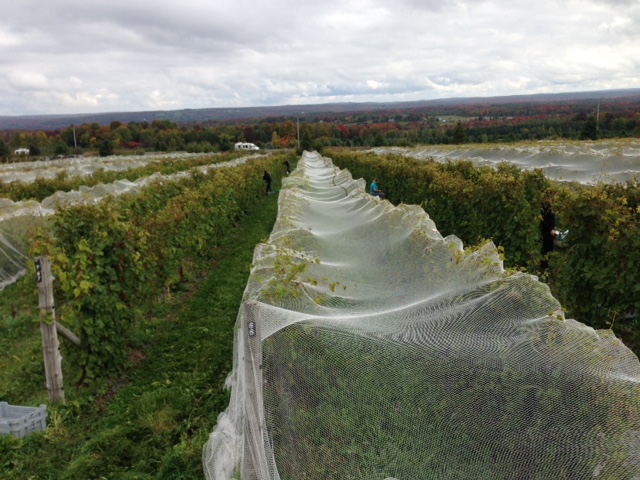 Domaine Les Brome / Léon Courville, winemaker | 285 Chemin Brome, Fulford, QC J0E 1S0, Canada | Phone: (450) 243-0266