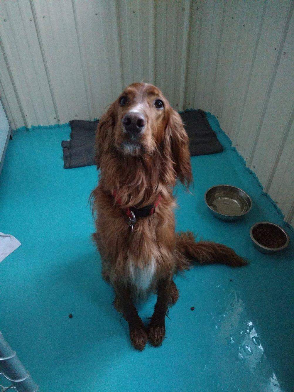 Garderie Canine Des -Saults | 750 Rang Sainte-Anne, Sainte-Brigitte-des-Saults, QC J0C 1E0, Canada | Phone: (819) 336-4389