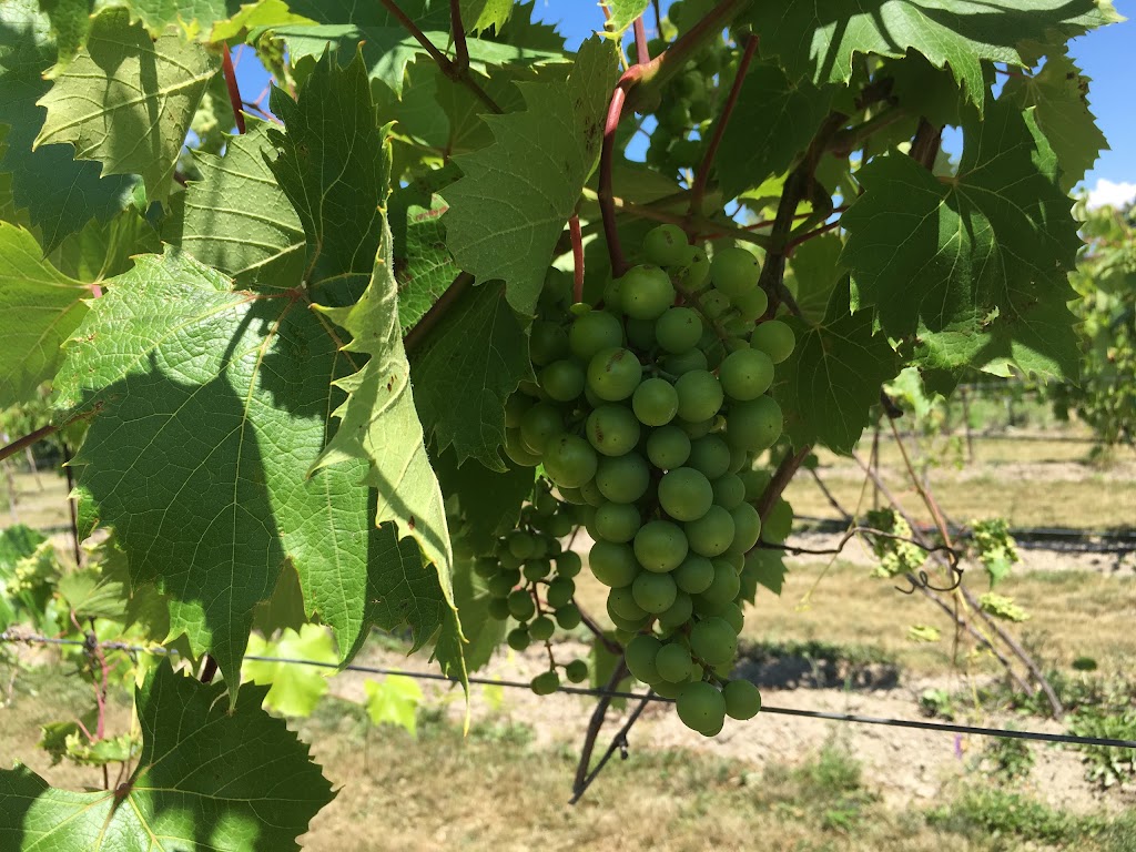 Sugar Woods Experimental Vineyards | 2Y0, 12 Line Rd, Wolfe Island, ON K0H 2Y0, Canada | Phone: (613) 385-2088