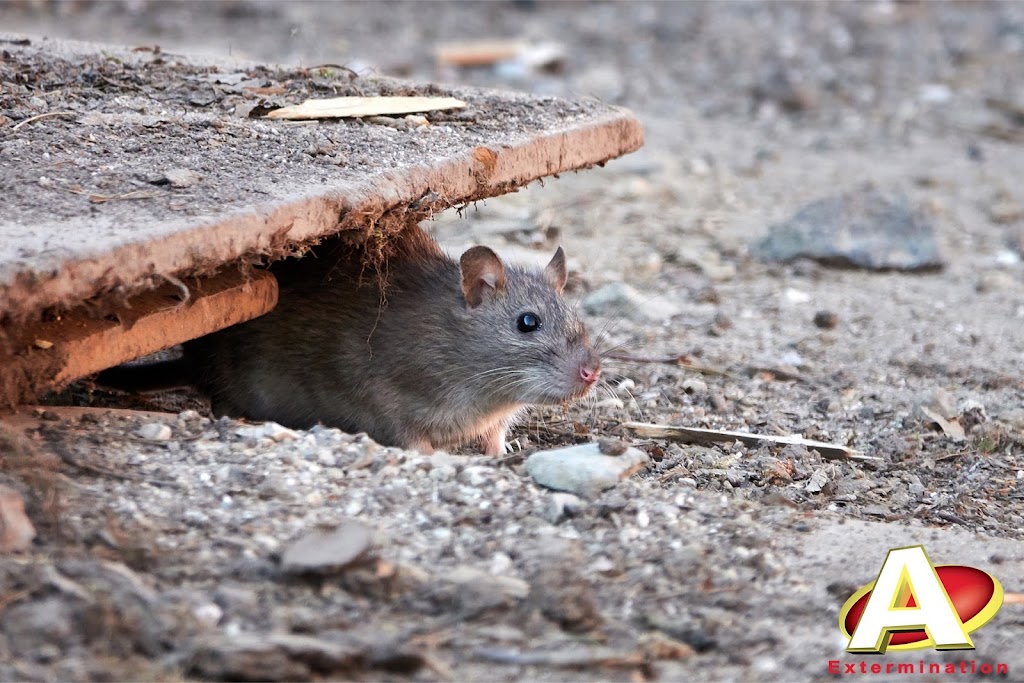 A Extermination Sainte-Julie | 2111 Rue Léonard-de-Vinci Suite C, Sainte-Julie, QC J3E 1Z2, Canada | Phone: (450) 922-1234