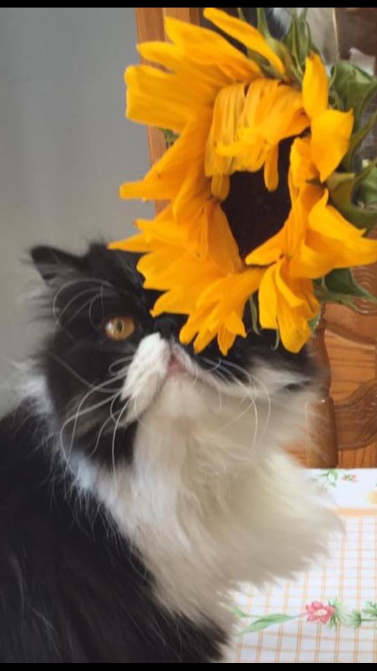 Niagara Veterinary Services | 7652 Regional Rd 57, Niagara Falls, ON L2H 1A2, Canada | Phone: (905) 353-9069