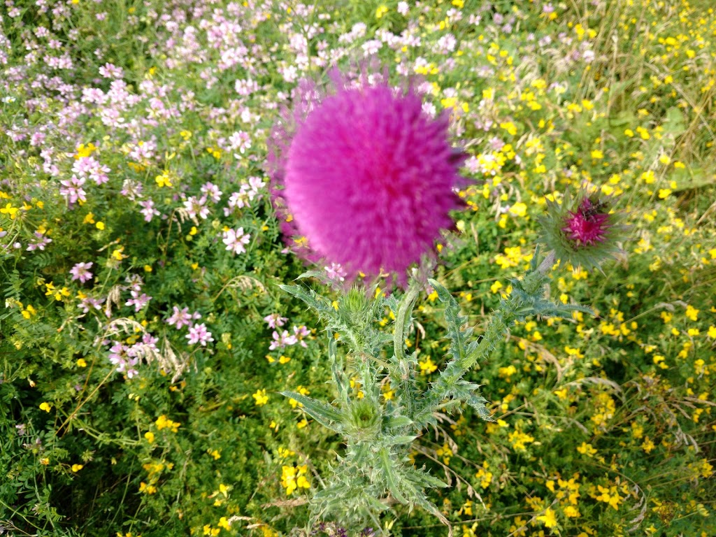 Pollinator Park | Pollinators Park, Eastview Rd, Guelph, ON N1E 6X2, Canada
