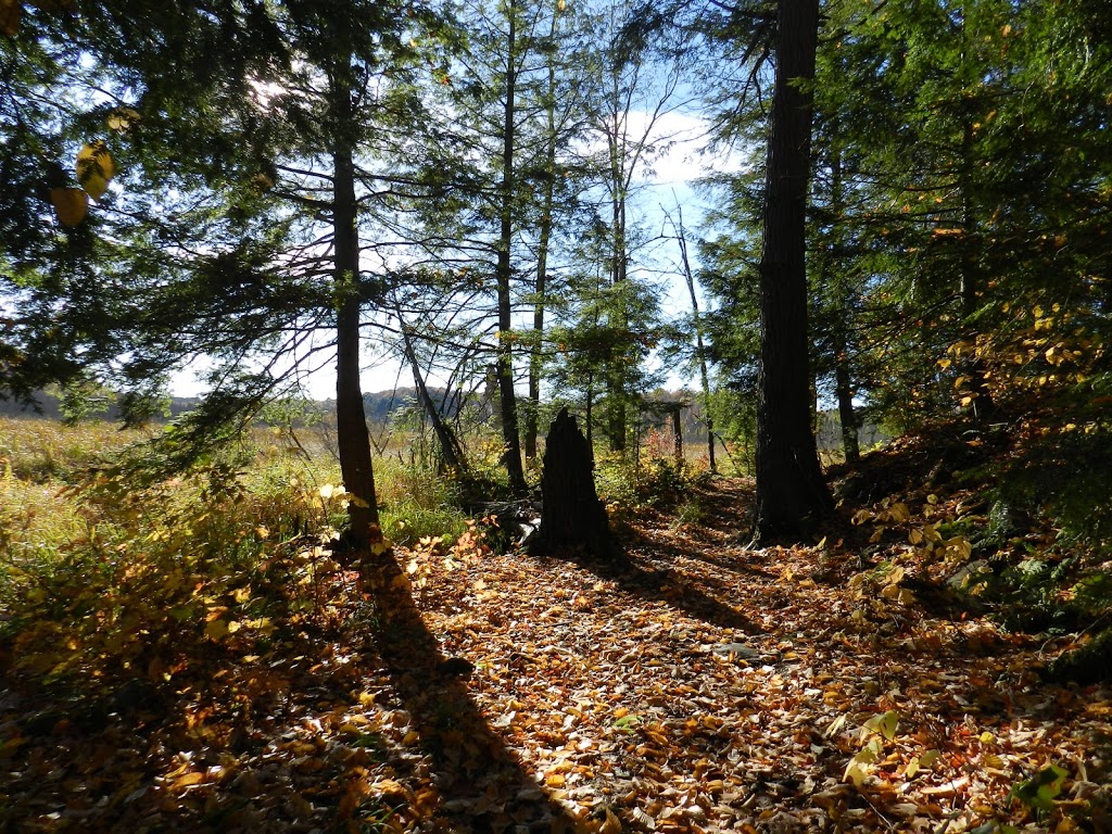 Camp Kwasind | 1122 Skeleton Lake 5 Rd, Utterson, ON P0B 1M0, Canada | Phone: (705) 769-3751