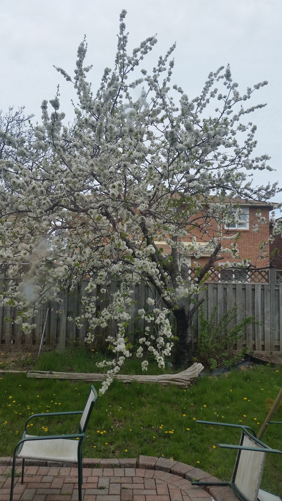 Morris Kerbel Park | 3 Jay St, Brampton, ON L6Z 3Y1, Canada | Phone: (905) 874-2000
