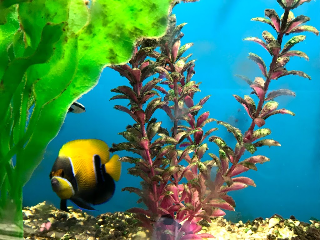 Pacific Aquatics Ltd | 7533 135 St, Surrey, BC V3W 0N6, Canada | Phone: (604) 572-4649