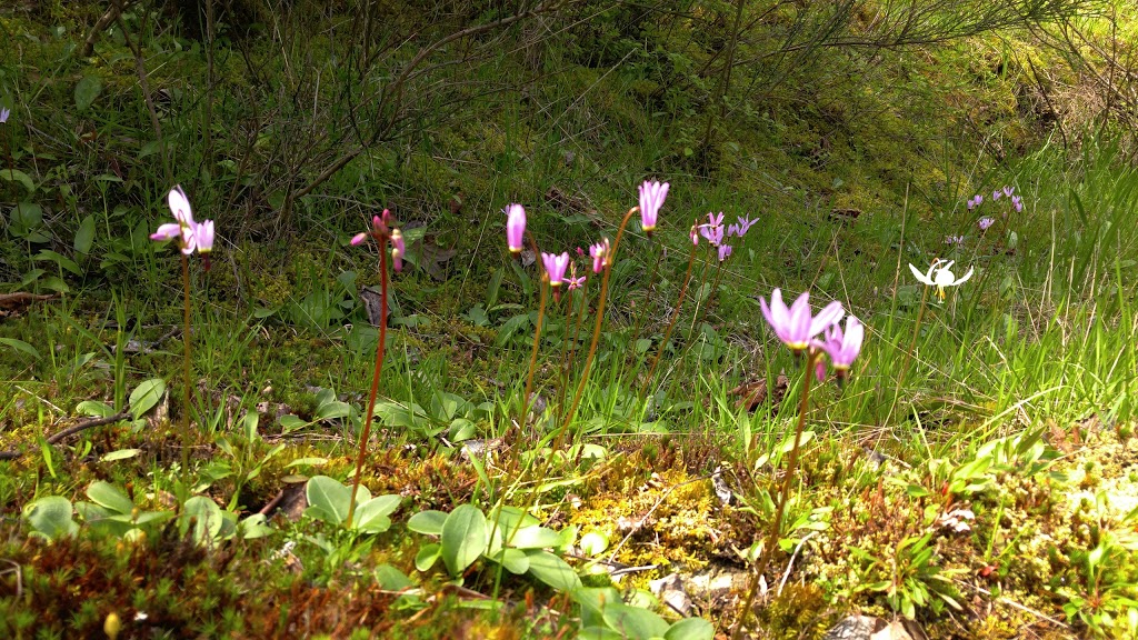 South Prospect Lake Park | 4675 Prospect Lake Rd, Victoria, BC V9E 1J5, Canada