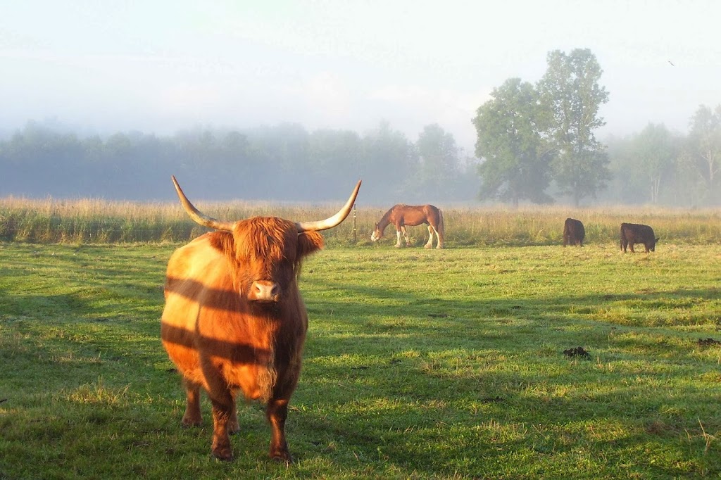 Locksley Farm and Kennel | 3181 Sydenham Rd, Elginburg, ON K0H 1M0, Canada | Phone: (613) 546-1352