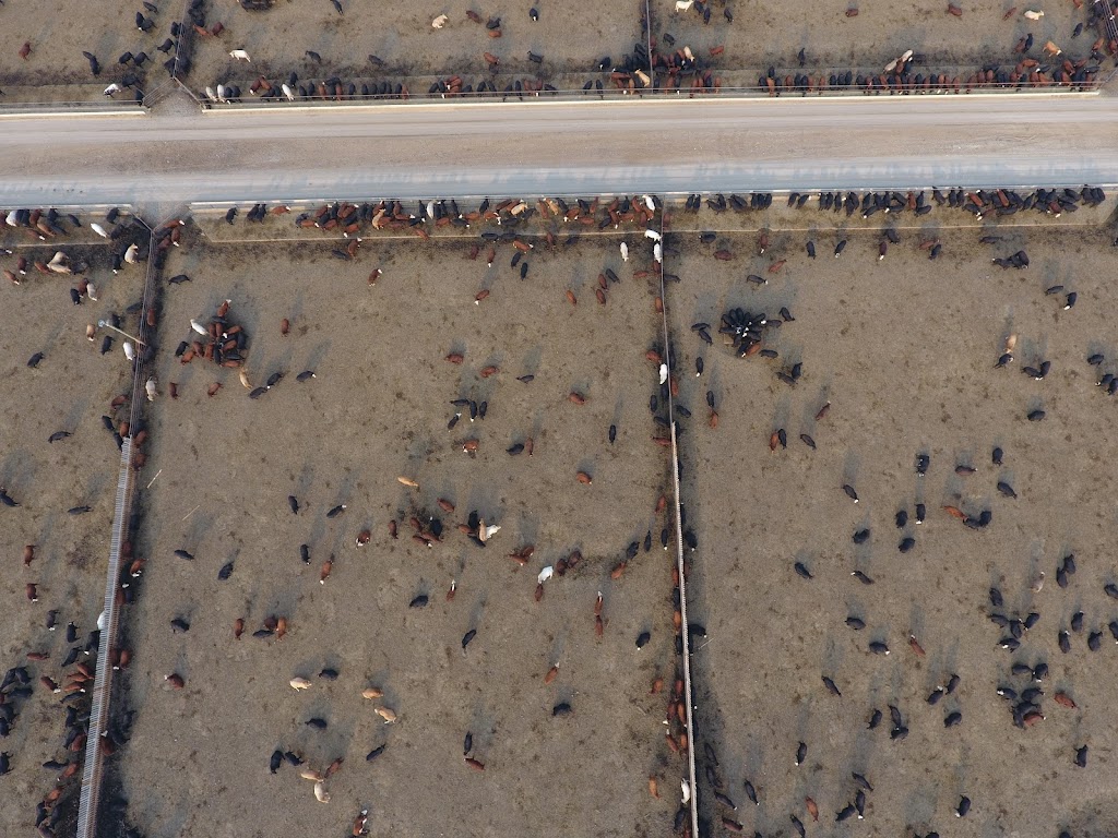 Thompson Colony Feedlot | Willow Creek No. 26, AB T0K 2R0, Canada | Phone: (403) 359-3447