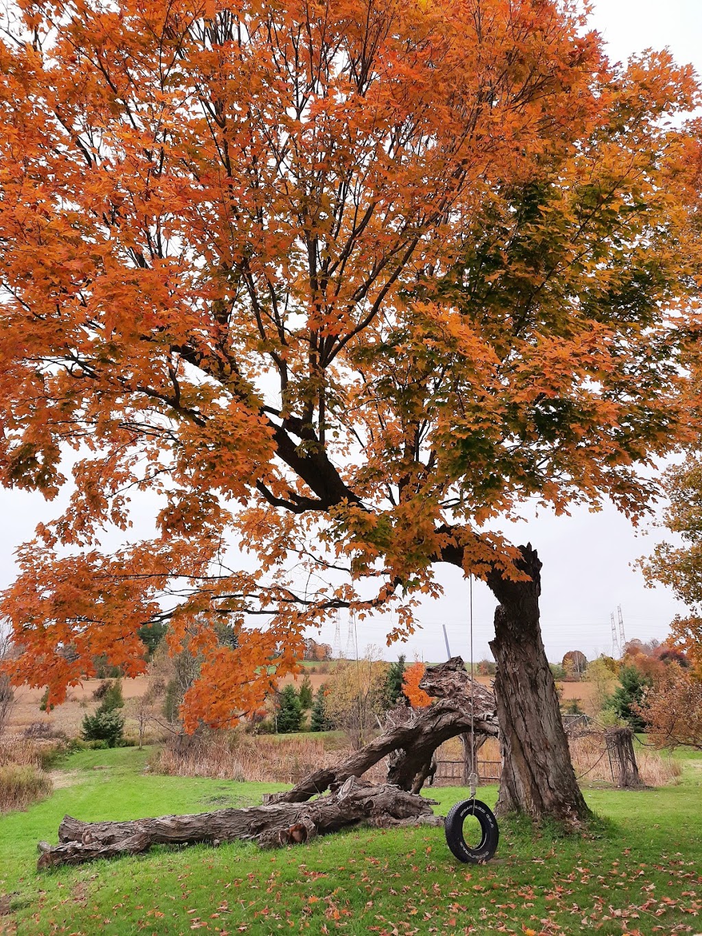 Leaning Stable Acres | 6417 Holt Rd, Hampton, ON L0B 1J0, Canada | Phone: (289) 943-1175