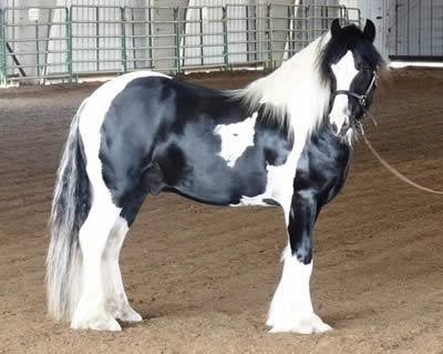 Pride Of Place Stables | 6110 Old East Rd, Victoria, BC V8Y 1V6, Canada | Phone: (250) 652-6713