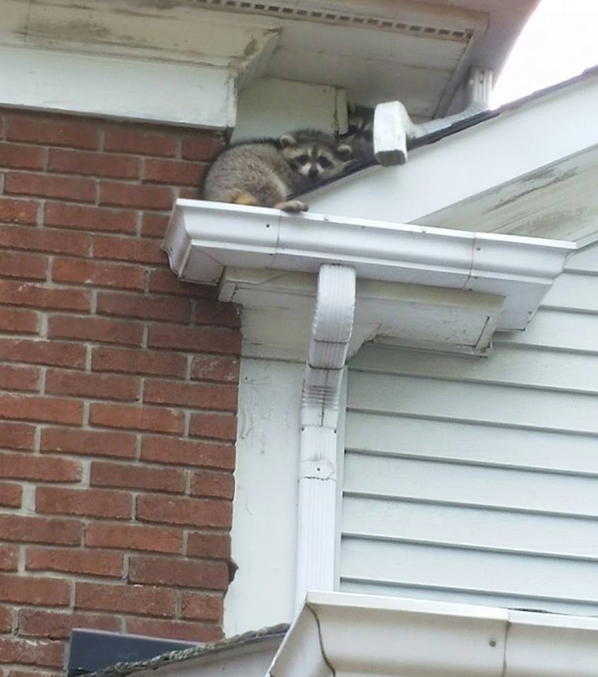 Done Right Pest and Wildlife Control | 1830 Main St W # 201, Hamilton, ON L8S 1H5, Canada | Phone: (905) 981-3663