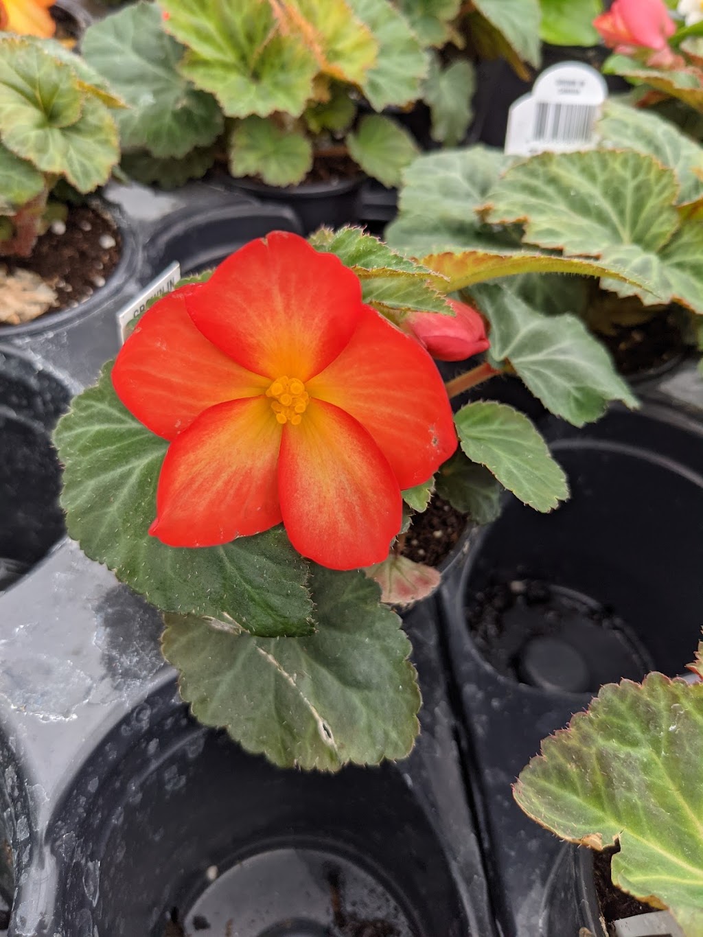 Town & Country Garden Centre | R.R. #3 217729, Concession Rd 3, Owen Sound, ON N4K 5N5, Canada | Phone: (519) 376-1112