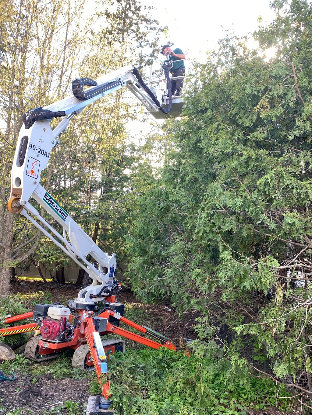 Hedges By Harry | 569 William Mooney Rd, Carp, ON K0A 1L0, Canada | Phone: (613) 301-8746