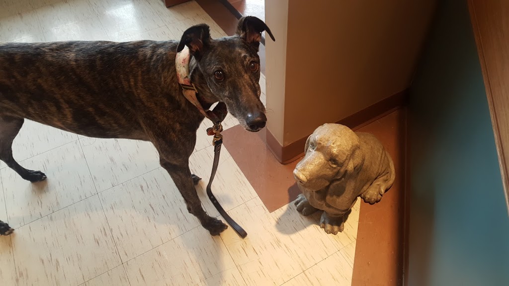 Clarke Animal Hospital | 1920 Dundas St, London, ON N5V 3P1, Canada | Phone: (519) 457-7700