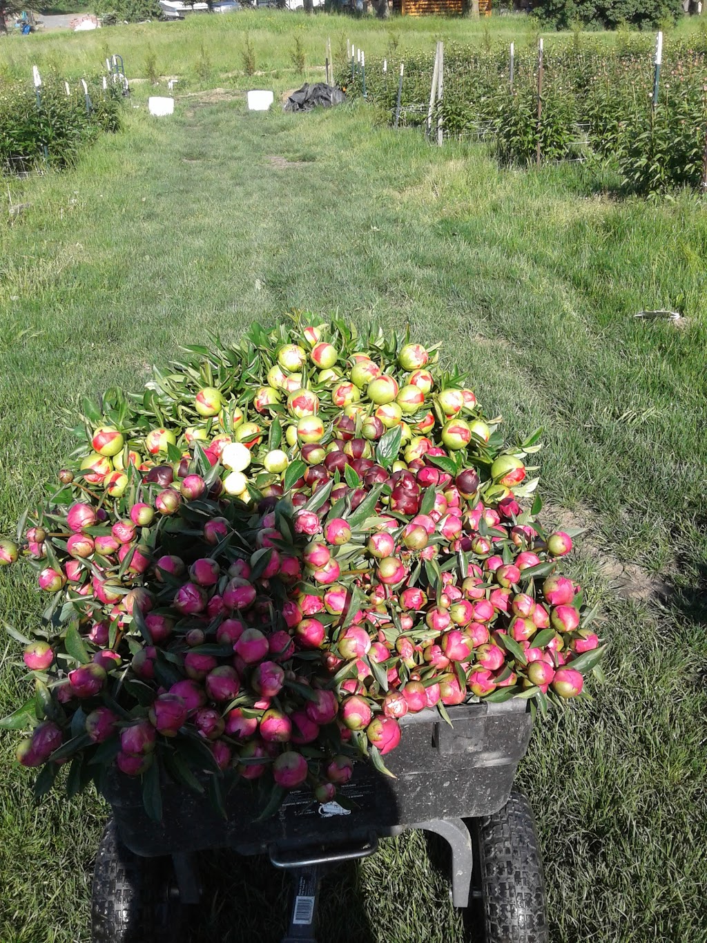 Pure Peonies | 2949 E Badger Rd, Everson, WA 98247, USA | Phone: (360) 966-7878