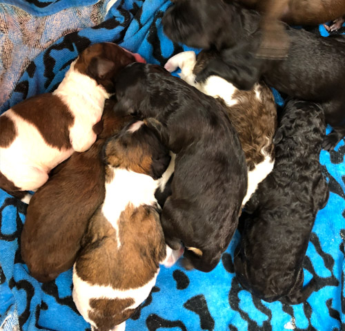 LTM Kennels | 541097 Concession 14 NDR, Chesley, ON N0G 1L0, Canada | Phone: (519) 270-3725