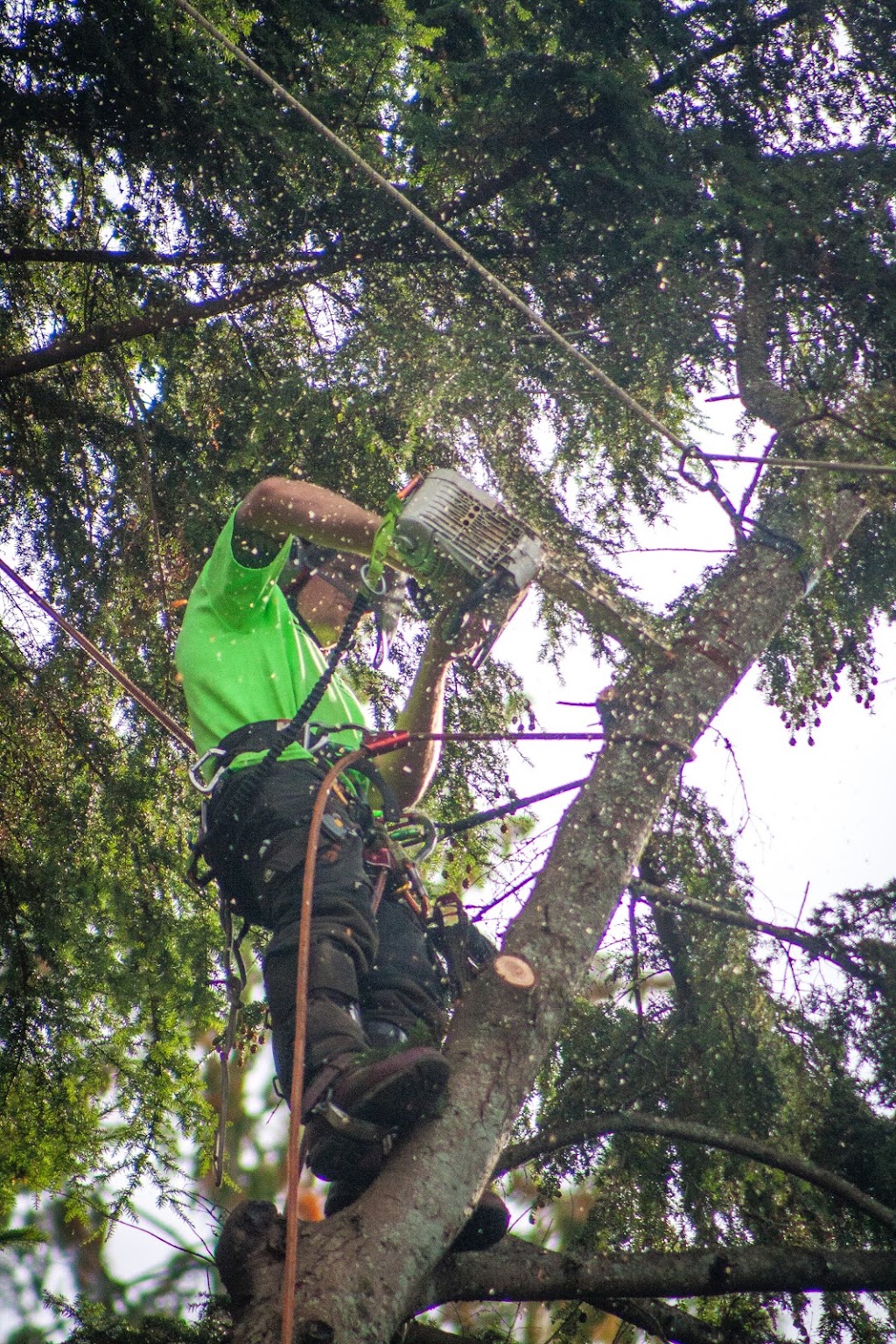 Windfirm Tree Services Ltd | Box 431, 38064 Cleveland Ave, Squamish, BC V8B 0A4, Canada | Phone: (604) 892-7587