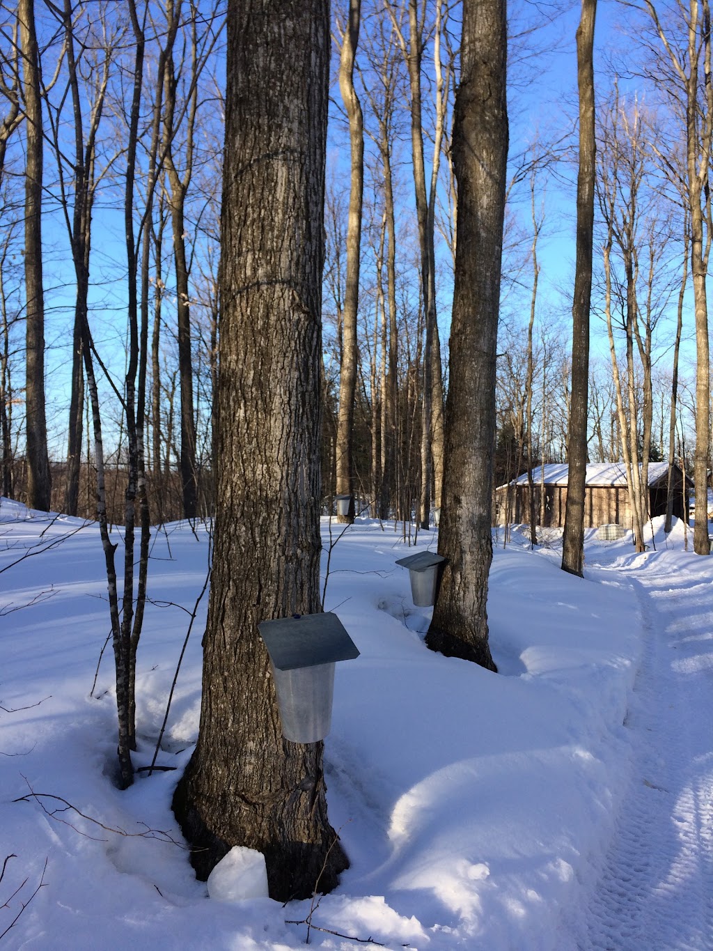 Lacerancolie sucrerie familiale | 31 Rang Saint-Hippolyte, Oka, QC J0N 1E0, Canada | Phone: (514) 917-6487