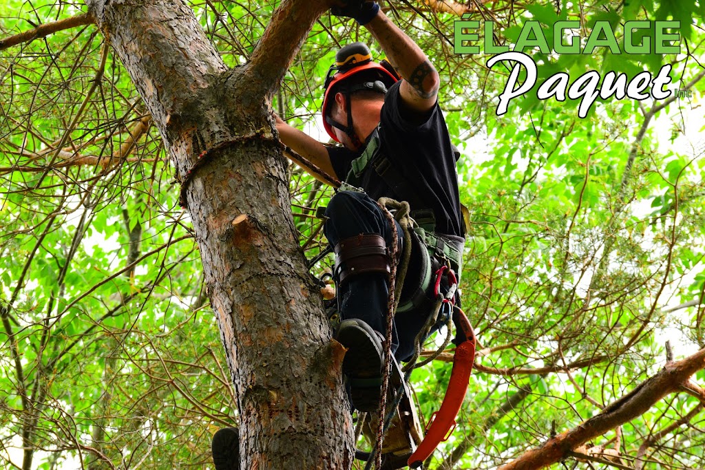 Élagage Paquet Inc. | 1546 22e Rue, Saint-Côme-Linière, QC G0M 1J0, Canada | Phone: (438) 829-2644