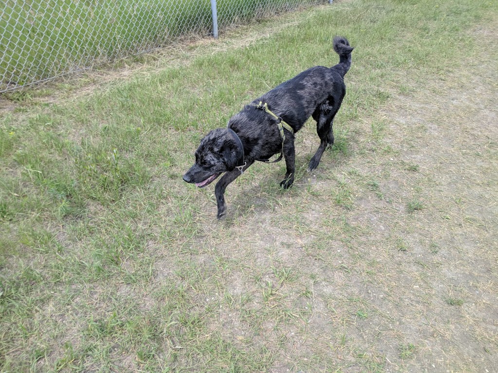 Ross Industrial Off-Leash Dog Park | 624 Solomon Cres, Regina, SK S4N 4N7, Canada | Phone: (306) 777-7000