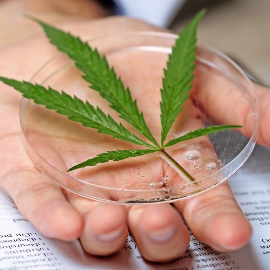 Medical Cannabis Clinics Inc | 180 Steeles Ave W #7, Thornhill, ON L4J 2L1, Canada | Phone: (416) 477-9861