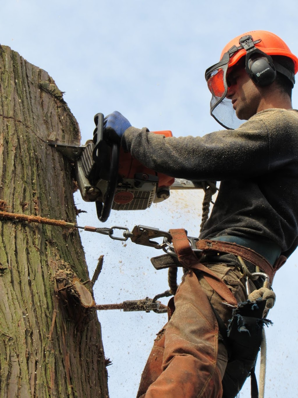 Aesthetic Tree & Hedge Services Brittania | 802 Britannia Way, Britannia Beach, BC V0N 1J0, Canada | Phone: (604) 716-7377