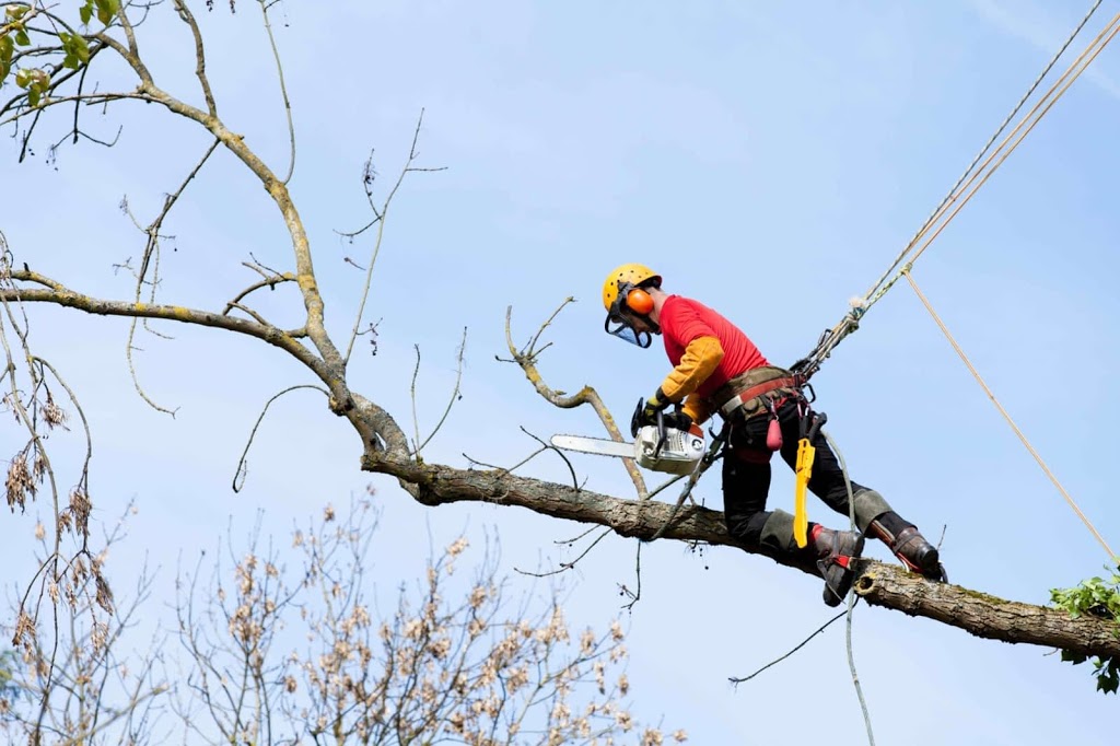 B&L Tree Service | 2080 Old Fort Rd, Midland, ON L4R 4K3, Canada | Phone: (705) 527-4003