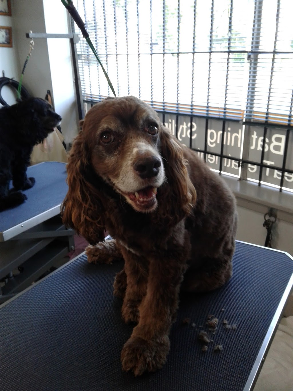Mini Macs Mobile Grooming | 57 William St, Bluevale, ON N0G 1G0, Canada | Phone: (519) 357-5086