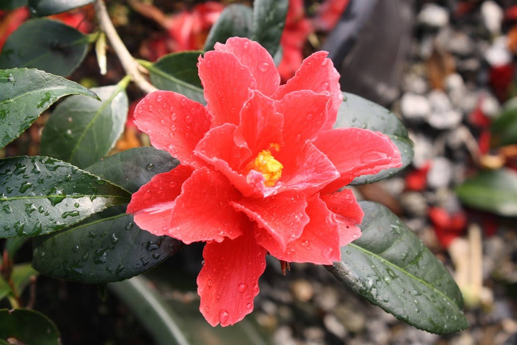 Sekhon & Sons Nursery dba Piroche Plants | 20542 McNeil Rd, Pitt Meadows, BC V3Y 2T9, Canada | Phone: (604) 465-7101