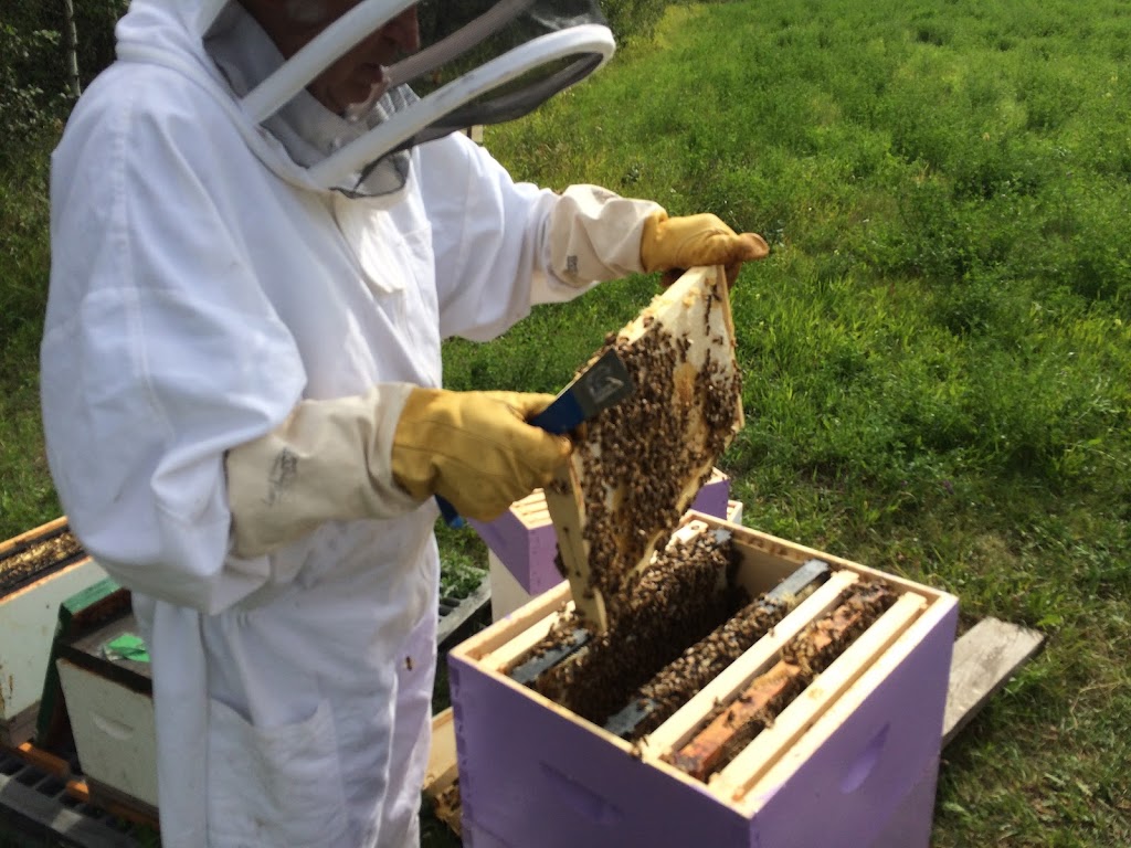 Oldman Creek Apiary | 53235 Range Rd 212, Ardrossan, AB T8G 2B5, Canada | Phone: (780) 717-5058