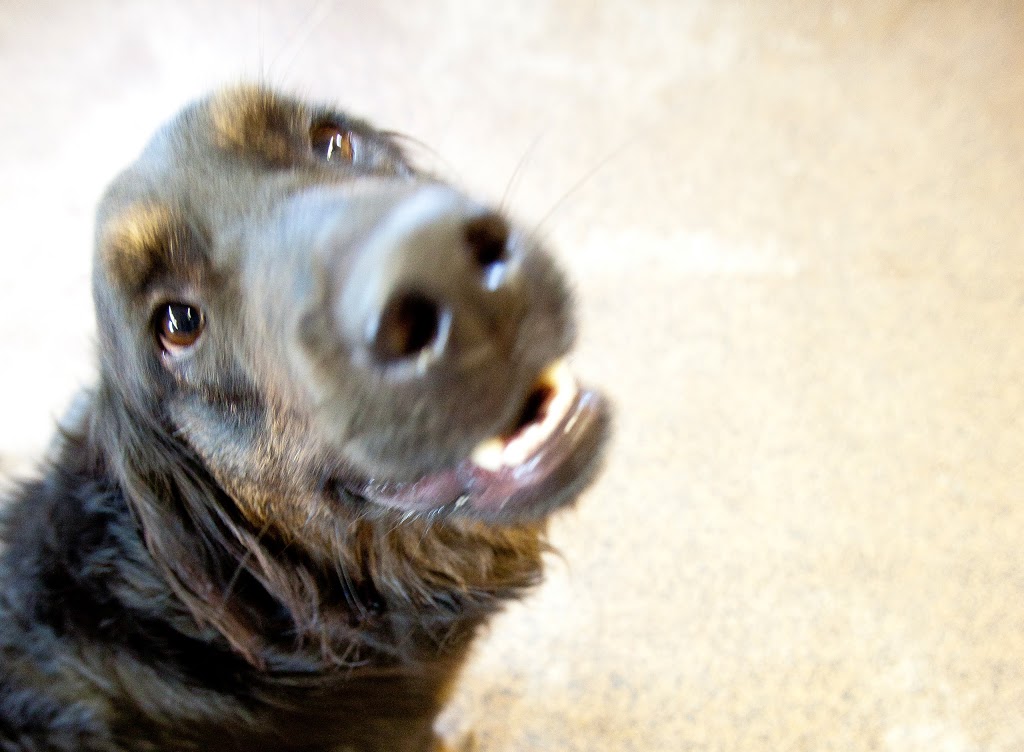 Diamond In The Ruff Pet Retreat | 7625 Leslie Rd W, Puslinch, ON N0B 2J0, Canada | Phone: (519) 837-4473