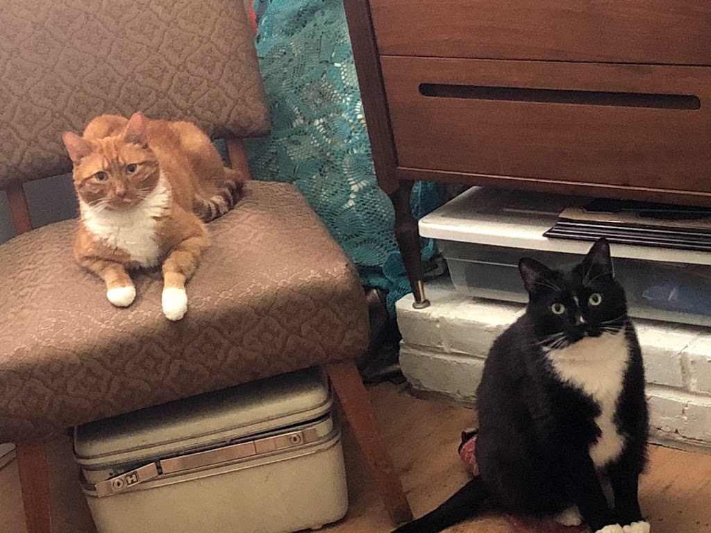 Pets-N-Us | 5076 48 Ave, Delta, BC V4K 2X7, Canada | Phone: (604) 946-1114