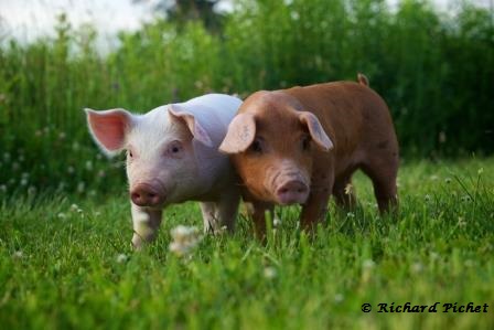 Maître Cochon | 105 Rang Fleury, Saint-Bernard-de-Michaudville, QC J0H 1C0, Canada | Phone: (450) 792-2003