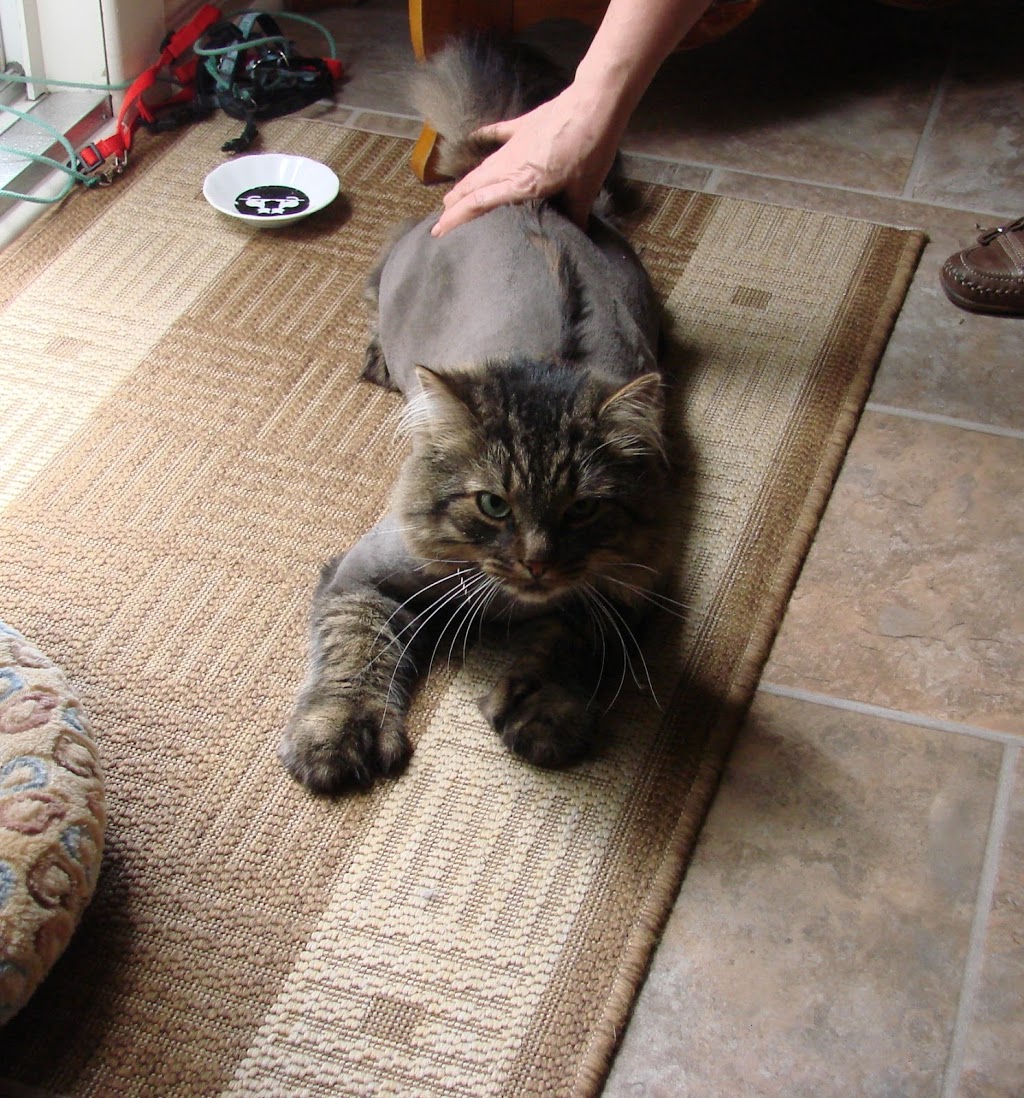 Service De Barbier Pour Chat | 674 Rue Coombs, Sherbrooke, QC J1N 2B6, Canada | Phone: (819) 791-2111