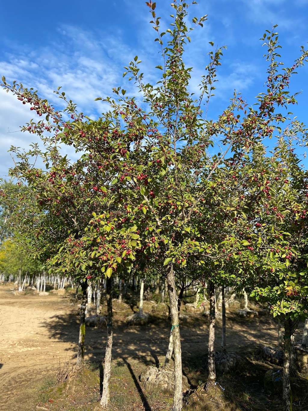Rockwood Forest Nurseries | 437 Mark Rd, Cameron, ON K0M 1G0, Canada | Phone: (705) 374-4700