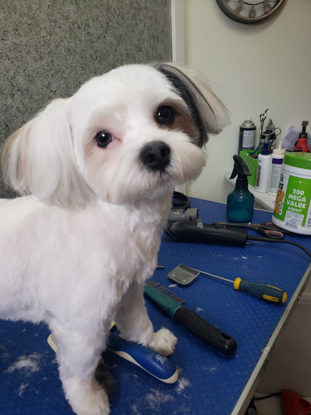 The Fur Fixer | 8 Heron Ct, Penhold, AB T0M 1R0, Canada | Phone: (403) 507-7372