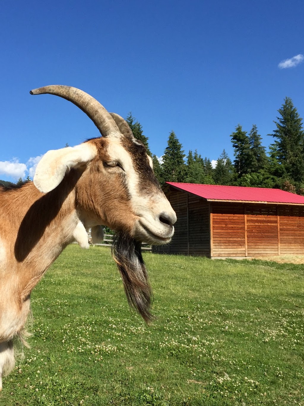 Swiss Lodge B&B | 2190 30 St NE, Salmon Arm, BC V1E 3G9, Canada | Phone: (250) 833-6191