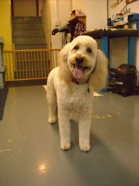 Sea Dog Salon The | 1972 Ranch Rd, Roberts Creek, BC V0N 2W5, Canada | Phone: (604) 886-6685