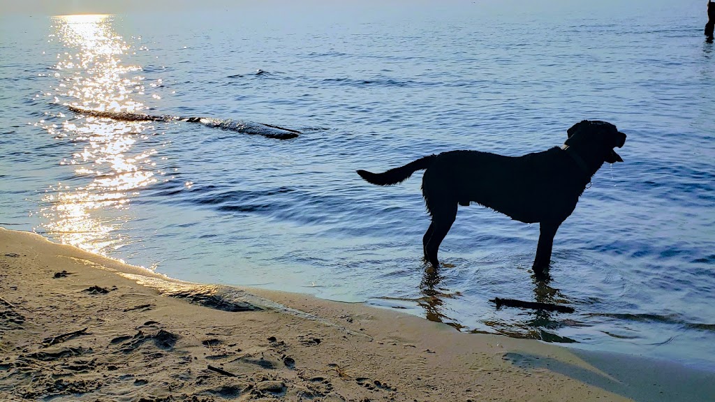 Dryland Dogcare | 40 Everglade Crescent, Kitchener, ON N2E 3Y6, Canada | Phone: (519) 895-1446