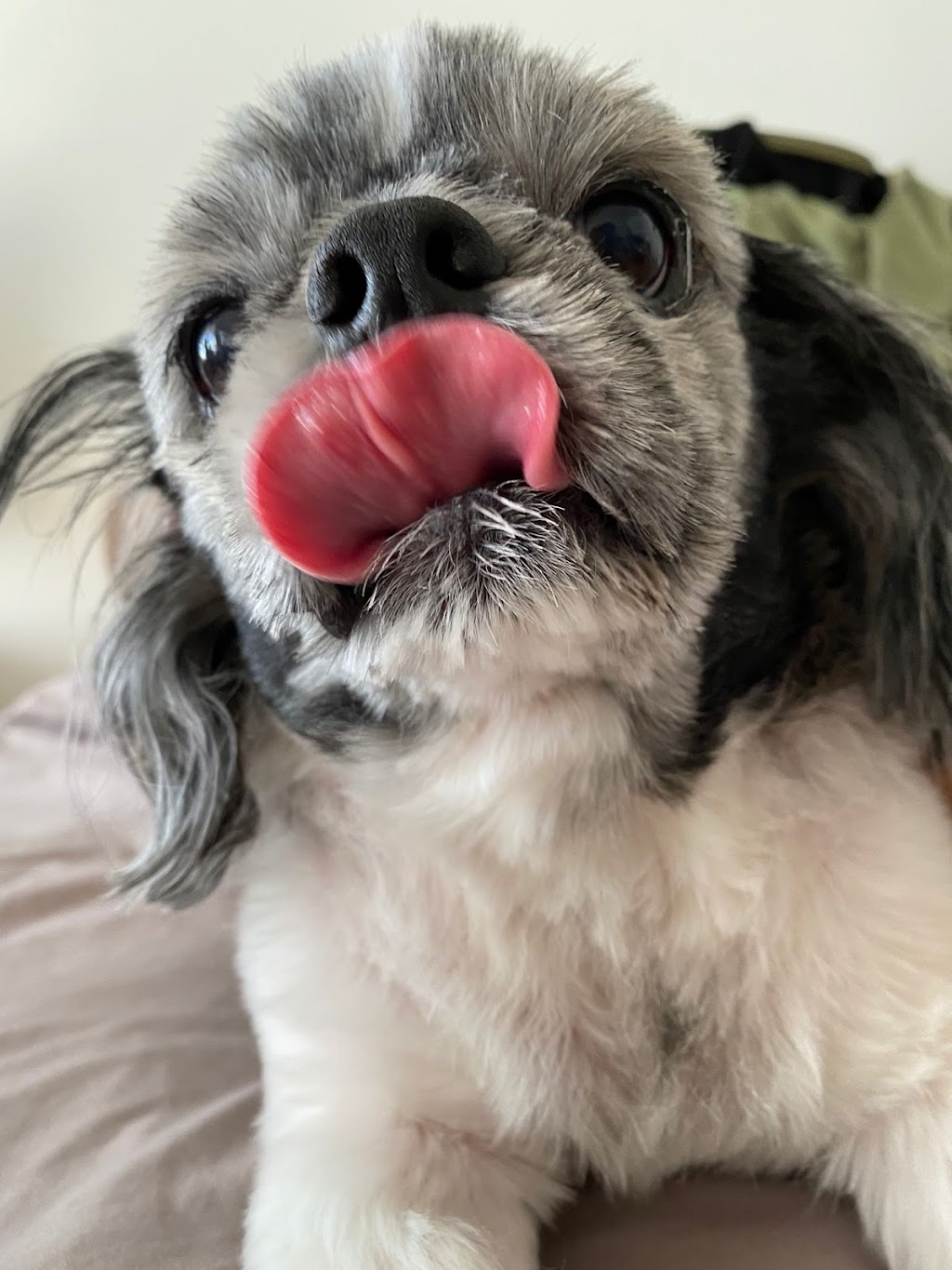 Pampered Pets | 2308, ch Herron, Dorval, QC H9S 1C5, Canada | Phone: (514) 631-6226