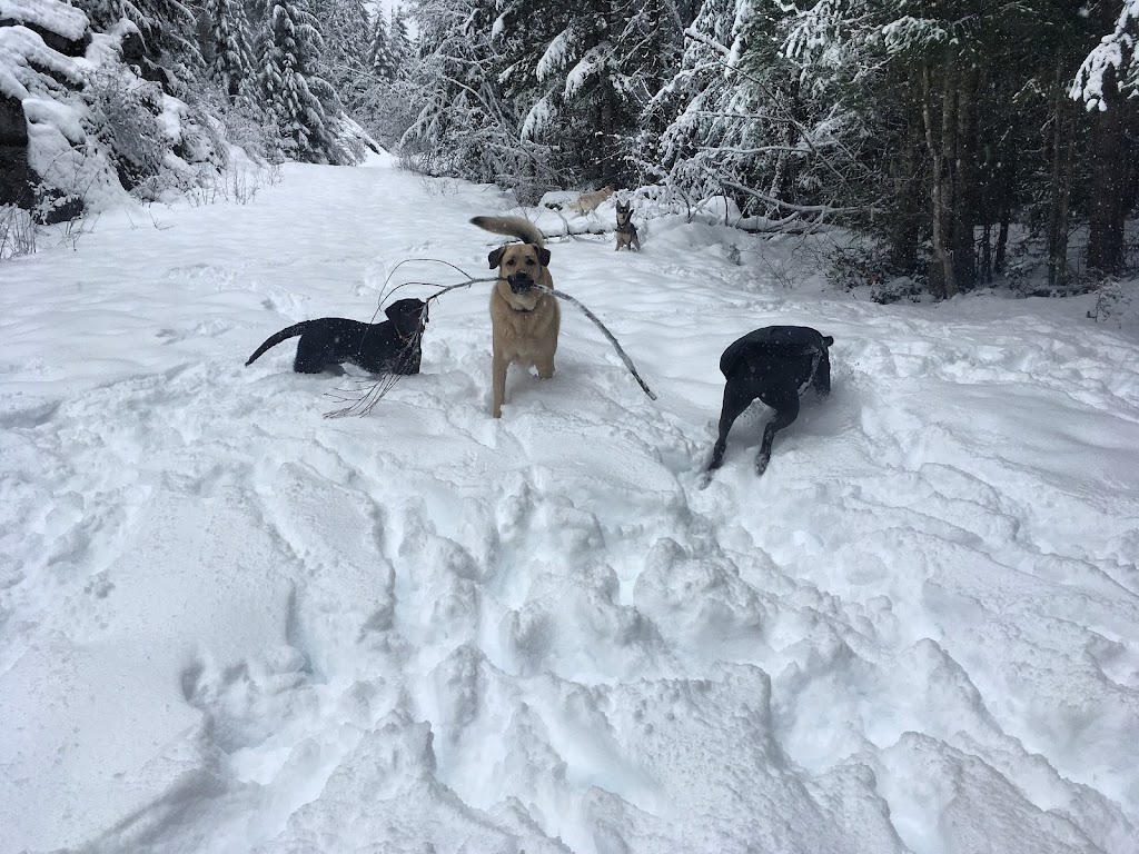 Trail Dogs | Pemberton, BC V0N 2L2, Canada | Phone: (604) 905-9273
