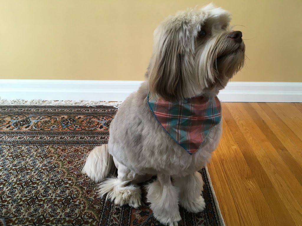 Diamond In The Ruff Pet Retreat | 7625 Leslie Rd W, Puslinch, ON N0B 2J0, Canada | Phone: (519) 837-4473