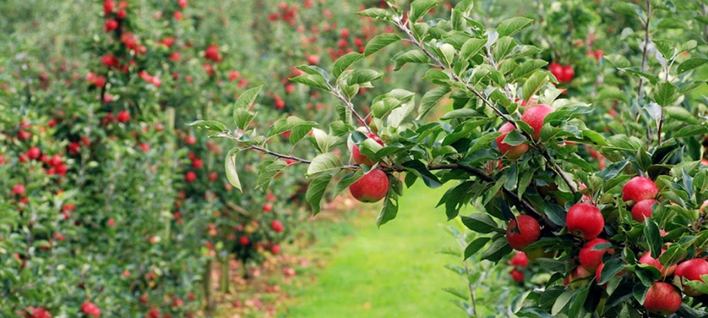 AG FARM & NURSERY | 6571 Oldfield Rd, Saanichton, BC V8M 1Y1, Canada | Phone: (250) 686-6614