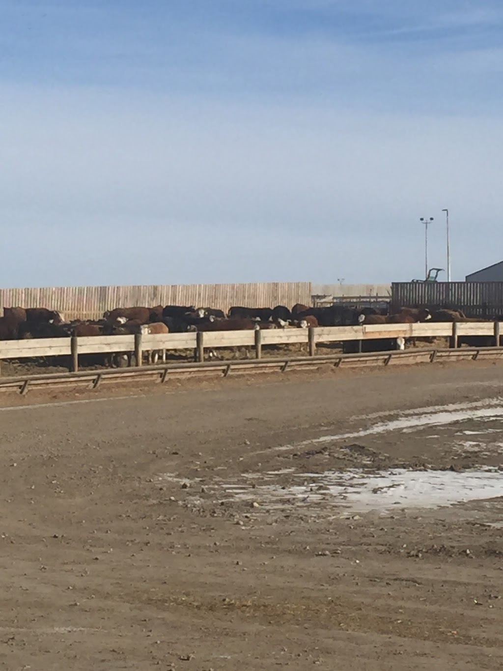 Klassen Agriventures Ltd. | 488 Box, Linden, AB T0M 1J0, Canada | Phone: (403) 546-2420
