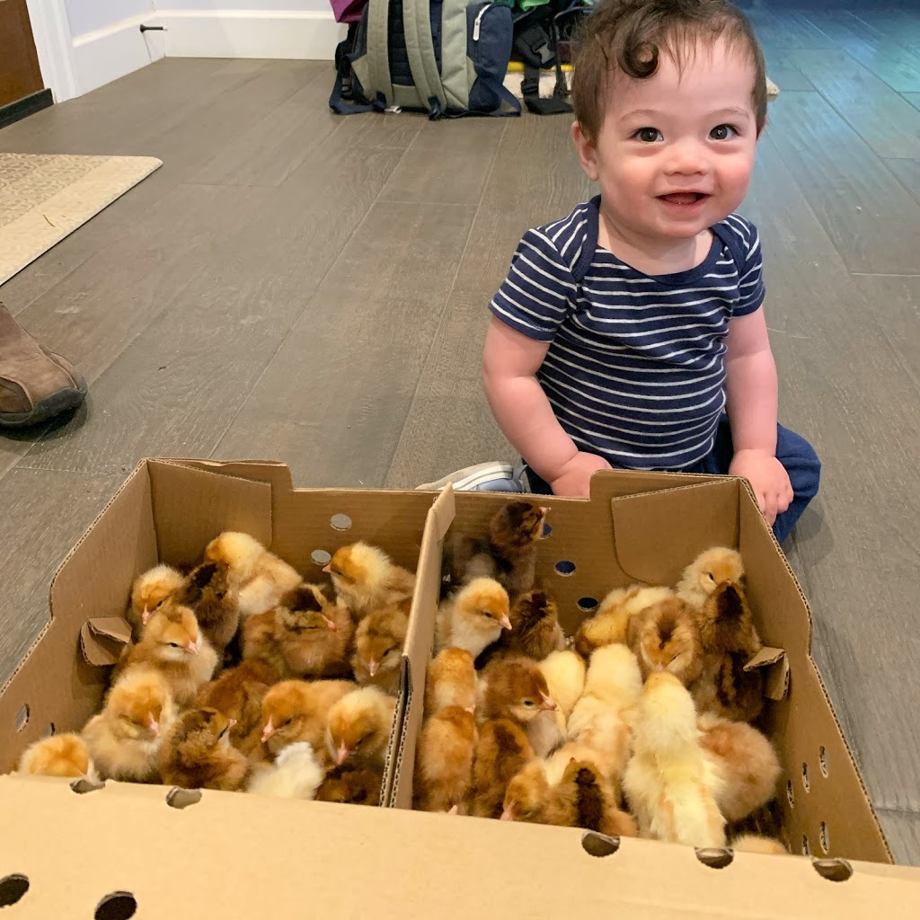 Booth’s Chicken Booth - Free Range Eggs | 17 McCallum Rd, Abbotsford, BC V2S 8A1, Canada | Phone: (778) 991-4955
